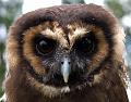 Asian Brown Wood Owl